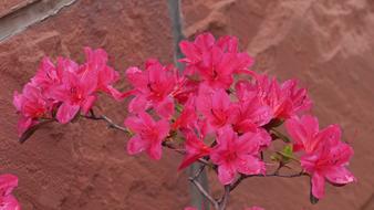 Flowers Nature Plants