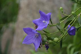 Plants Flowers Nature Purple