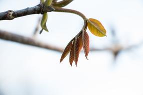 Nature Outdoors Sheet