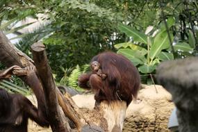 Orang-Utan Baby Nature