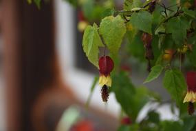 Plants Flowers Nature Out Of