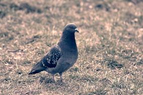 a black pigeon in a field