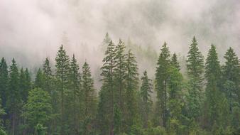 Forest Conifers Coniferous