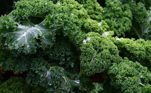Close up of fresh broccoli
