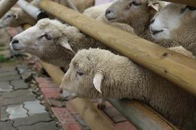 Yang Sheep Gangwon Do