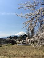 Tree Nature Landscape