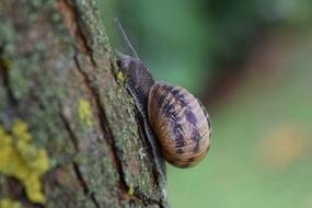 Snail Close Up Nature