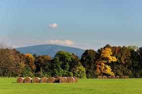 Autumn Mountain Spruce