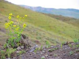 Yellow flowers on meadow