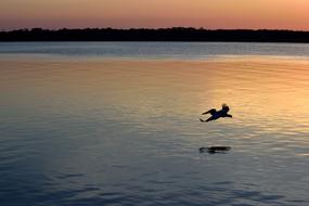 Pelican Sunset Silhouette