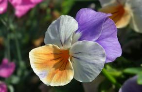 Flower Pansy Plant