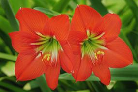Pair Daylily Orange Red Day-Lily