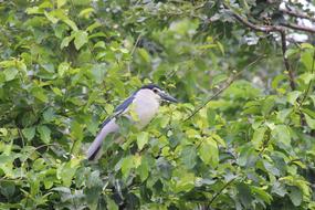 Tree Nature Outdoors