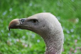 Animal World Nature Bird