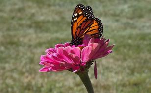 Nature Flower Butterfly Day macro blur