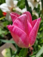 Flower Nature Tulip