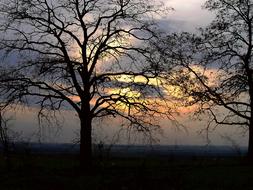 Tree Landscape Branch