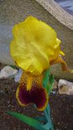 Nature Flower Iris