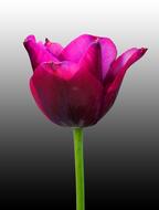 Nature Flower Tulip