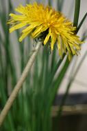 Yellow Flower Dandelion in summer garden