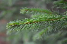 Fir Tree Autumn Branches
