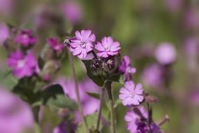 Red Campion Silene Dioica