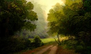 tree nature fog landscape wood