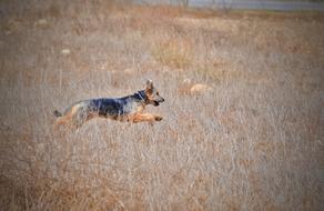 Nature Animal Mammal