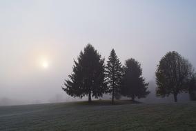 Fog Trees Sun
