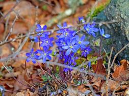 Nature Plant Outdoor