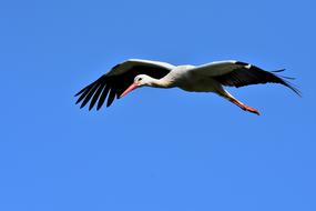 Stork Flying Wing
