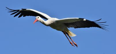 Stork Flying Wing
