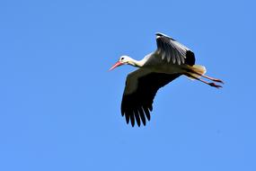 Stork Flying Wing