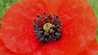 Flower No Person Close Up