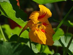 Edible Flowers Nasturtium