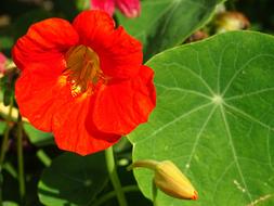 Edible Flowers Nasturtium