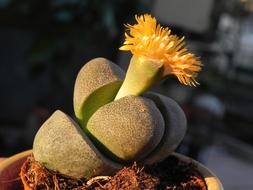 Nature Flower Succulent Plant