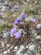 Nature Plant Wildflower Protected