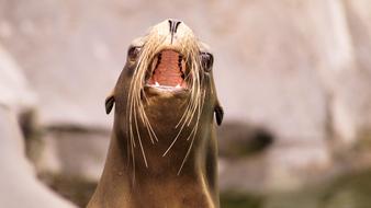 Sea ​​Lion Animals Nature
