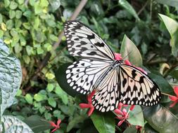 Butterflies Nature Insect