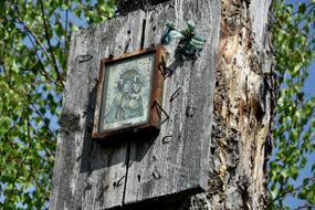 Tree Old Nature At The Court