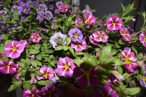 Flower Nature Garden