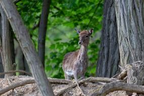 Red Deer Doe Forest Wild