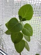 Leaf Plant Nature No