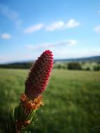 Red plant in Nature closeup photo