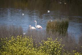 Lake Water Reflection