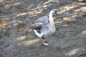 Nature Birds Animals