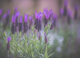 Lavender Flowers Nature