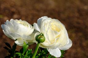 Buttercup Ranunculus Blossom