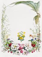 desktop leaf flora flower nature